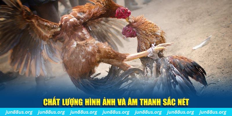 ok 365 gà chọi tiêu phong