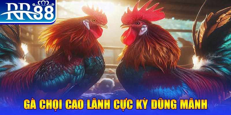 ok 365 đăng nhập poker live